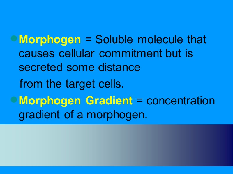 Morphogen = Soluble molecule that causes cellular commitment but is secreted some distance Morphogen = Soluble molecule that causes cellular commitment but is secreted some distance